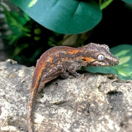 gargoyle gecko for sale near me