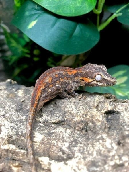 gargoyle gecko for sale near me