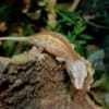 baby gargoyle geckos