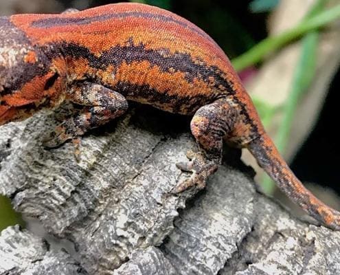 gargoyle gecko morphs