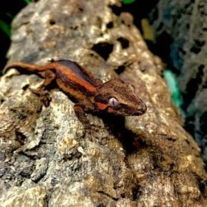 gargoyle gecko morphs