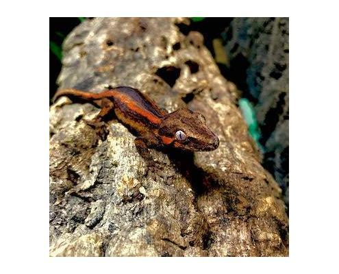 gargoyle gecko morphs for sale