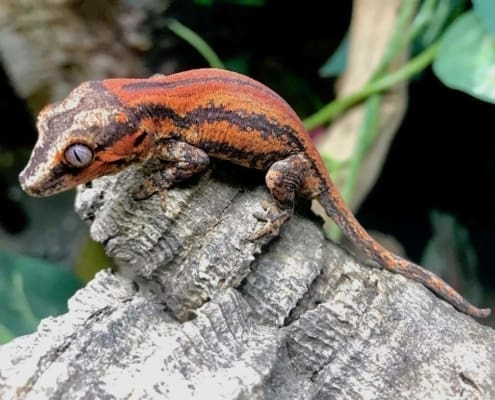 gargoyle gecko color morphs