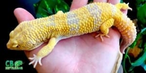 giant leopard gecko