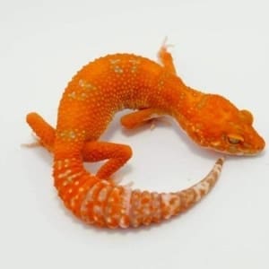 leopard gecko morphs