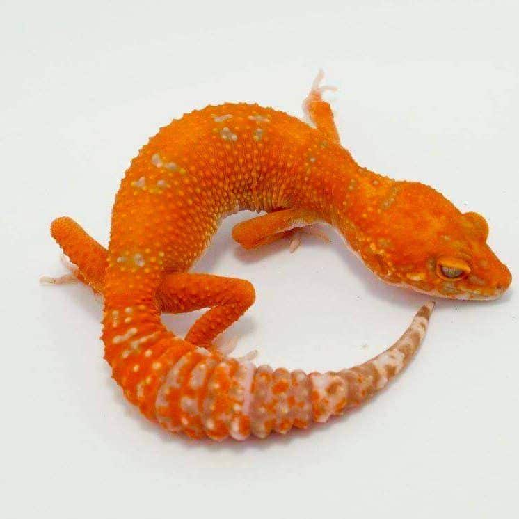 Leopard gecko morphs for sale | buy leopard gecko color morphs for sale