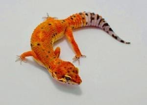 leopard gecko morphs for sale