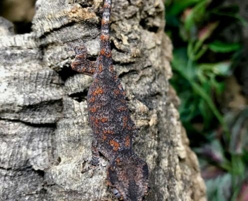 gargoyle geckos for sale online