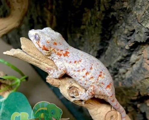 gargoyle gecko for sale