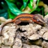 gargoyle gecko morphs for sale