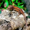 gargoyle gecko morph