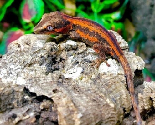 gargoyle gecko morph