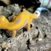 reverse pinstripe leopard gecko