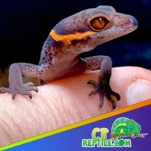 Chinese cave gecko price