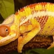 Ambilobe panther chameleon for sale | baby panther chameleons