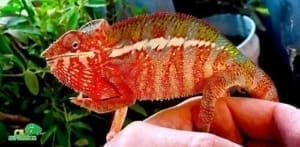 Ambilobe panther chameleon for sale