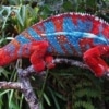 ambilobe panther chameleons