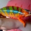 ambilobe panther chameleons for sale