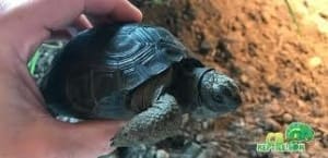 baby aldabra tortoise