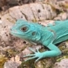 blue iguana for sale