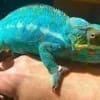 baby chameleon