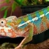 baby chameleon for sale