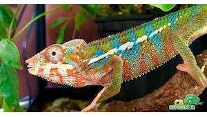 baby chameleon for sale