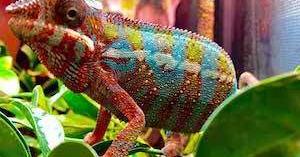 baby chameleons