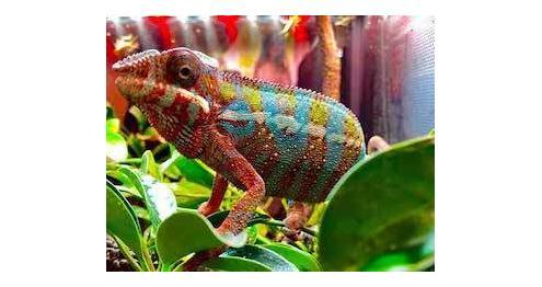 Ambilobe chameleon