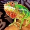 baby chameleon for sale