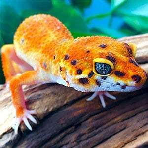 baby leopard gecko for sale