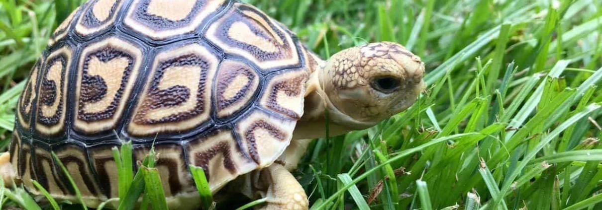 baby tortoise for sale