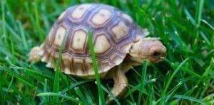 baby tortoises for sale online