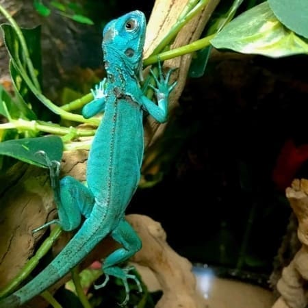 blue iguana for sale