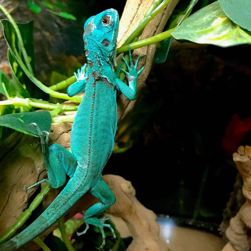 Blue iguana for sale online | baby blue iguanas for sale ...