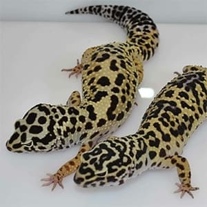 bold leopard geckos for sale