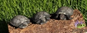 burmese mountain tortoises for sale