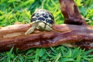 burmese star tortoise for sale online