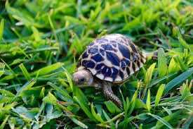 Burmese star tortoise