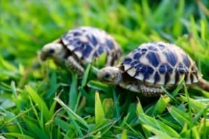 burmese star tortoises for sale