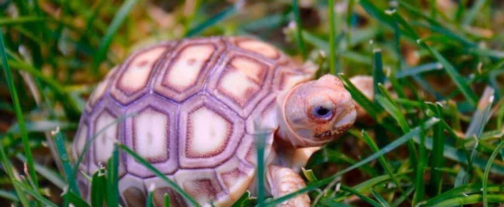 baby tortoise for sale