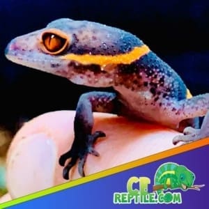 Chinese cave gecko for sale