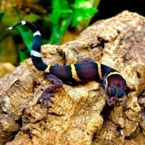 chinese cave gecko