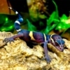 citrus chinese cave gecko for sale