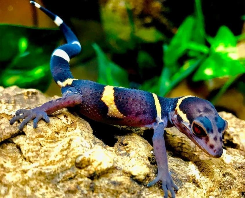 citrus chinese cave gecko for sale