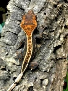 crested gecko