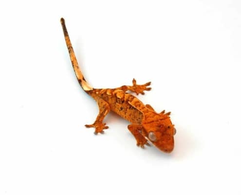 crested gecko morphs