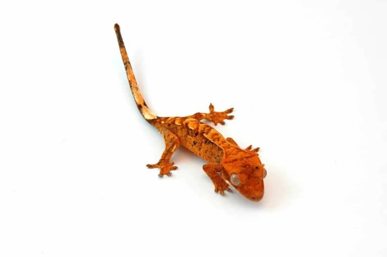 black crested gecko CB Reptile Geckos for sale Chameleons for Sale Ball Pythons Tegus