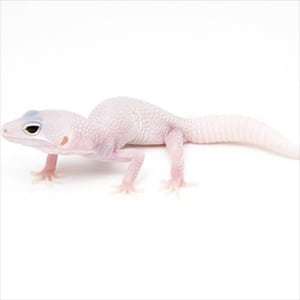 blizzard leopard gecko