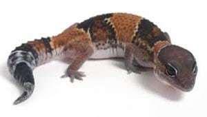 fat tail gecko breeder